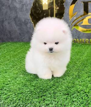 Maravillosos cachorros de pomerania +34613469246