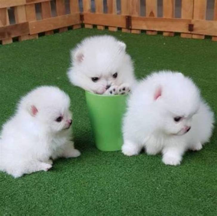 zzPomerania  Machos y hembra cachorros para regaloo /..