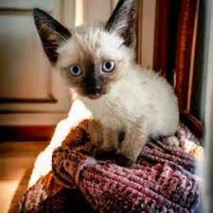 s/ Gatitos Siamese disponables para adopcion