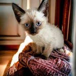 o/ll Gatitos Siamese disponables para adopcion
