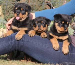 REGALO CACHORROS ROTTWEILER(WHATSAPP:+34632737642) yxx