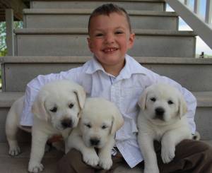 REGALO CACHORROS LABRADORES (WHATSAPP:(+34632737642)hx
