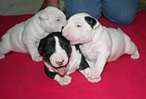 REGALO CACHORROS BULL TERRIER(WHATSAPP:(+34632737642)mt