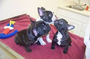 REGALO  BULLDOG FRANCES(WHATSAPP:+34632737642) alx