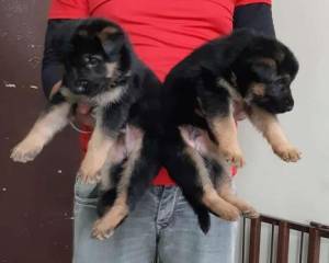 PASITOR ALEMAN CACHORROS EN REGALO(+34632737642)bx