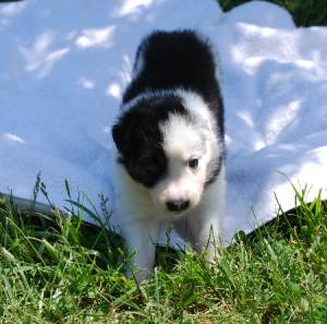 REGALO CACHORROS BORDER COLLIE (WATSAP:(+34632737642)jk