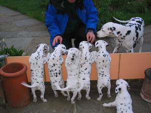 REGALO CACHORROS DALMATA (WHATSAPP:(+34632737642)ps