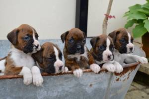 REGALO CACHORROS BOXER(WHATSAPP:(+34632737642)kl