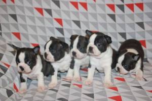 REGALO CACHORROS BOSTON TERRIER(WHATSAPP:+34632737642)c