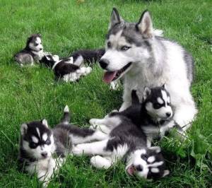 REGALO CACHORROS HUSKY (WHATSAPP:(+34632737642)n