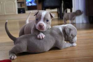 REGALO CACHORROS PITBULL(WHATSAPP:(+34632737642)ee