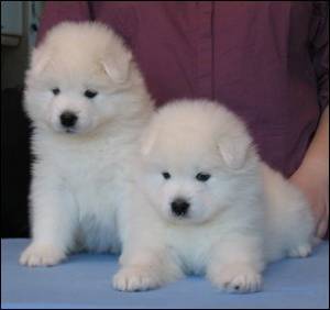 REGALO CACHORROS SAMOYEDO (WHATSAPP:(+34632737642)w