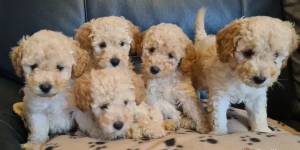 REGALO CACHORROS CANICHES(WHATSAPP:+34632737642)w