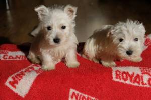 REGALO CACHORROS WESTY(WHATSAPP:+34632737642)w