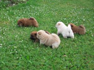 REGALO CACHORROS CHOW CHOW (WHATSAPP:(+34632737642)w