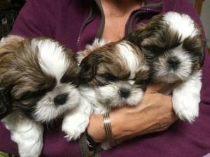 REGALO CACHORROS SHIH TZU(WHATSAPP:+34632737642)w
