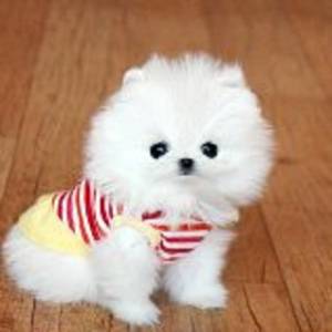 POMERANIAN CACHORROS EN REGALO(+34632737642)e