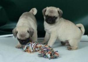 REGALO CACHORROS CARLINO PUG (WHATSAPP:(+34632737642)ii