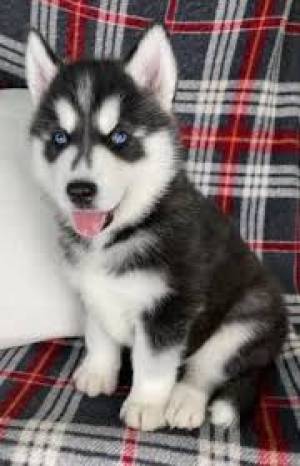 REGALO CACHORROS HUSKY SIBERIANO MACHO Y HEMBRA