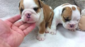 REGALO CACHORROS BULLDOG INGLES(WHATSAPP:+34632737642)y