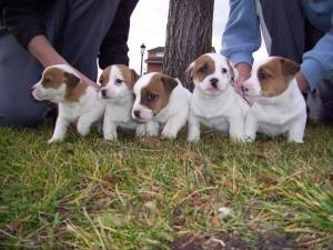 JACK RUSSELL EN REGALO(+34632737642)e