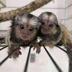Adorables capuchinos de mármol y monos ardilla en adopc