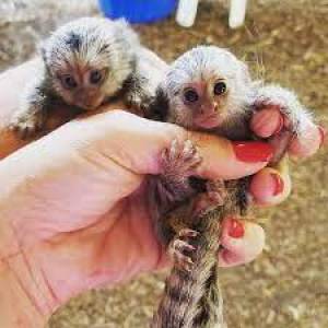 Adorables **monos tití capuchinos y ardilla en adopción