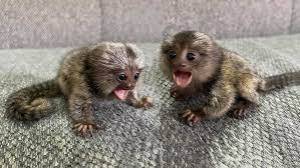 Adorables.* monos tití capuchinos y ardilla en adopción