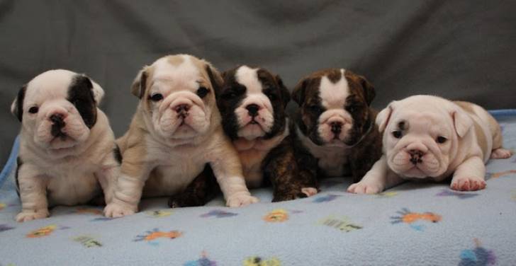 Cachorros de bulldog inglés !b! WhatsApp +34613628163