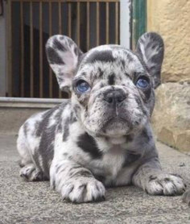 Cachorros de Bulldog Francés e
