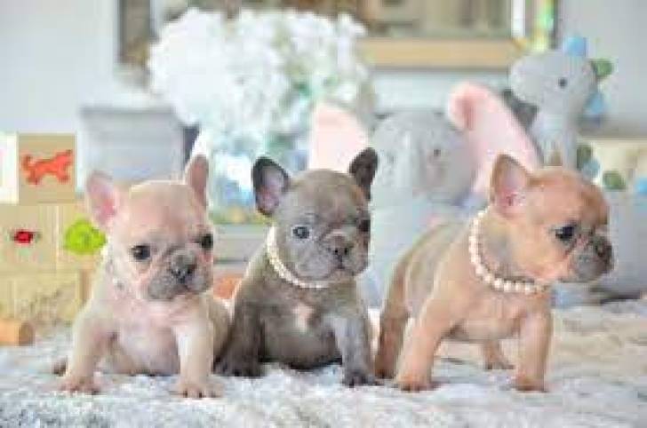 Cachorros de Bulldog Francés e