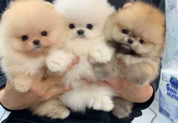 Bichon Frisé, Maltés, Pomeranian:)