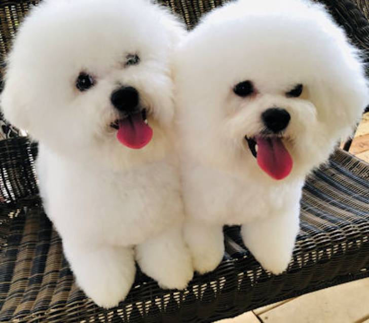 Bichon Frisé, Maltés, Pomeranian:)