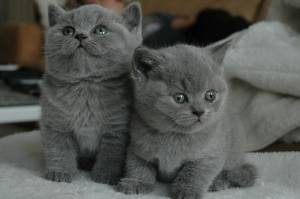 GATITOS PELO CORTO EN REGALO(+34632737642)xx