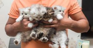 PERSA GATITOS EN REGALO(+34632737642)ll