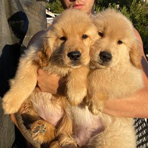Cachorros de golden retriever vv