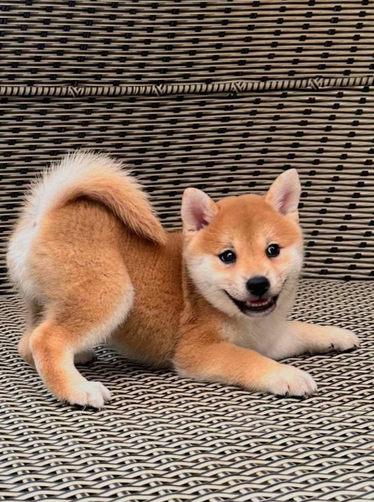 Cachorros Shiba Inu machos y hembras f