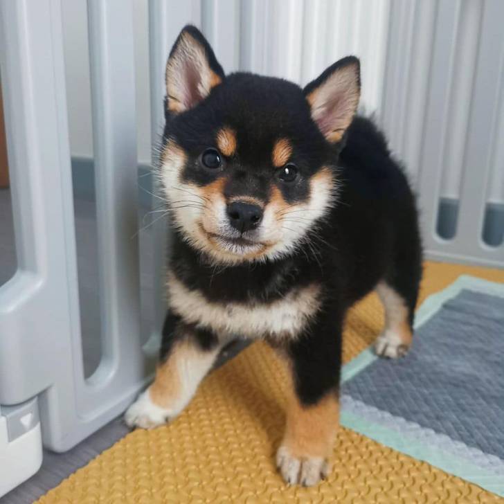 Cachorros Shiba Inu machos y hembras f