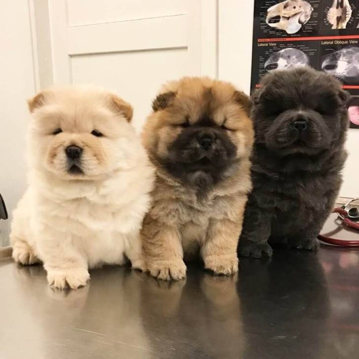 Encantadores  cachorros de  chow  chow
