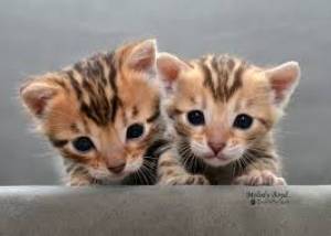 REGALO GATITOS BENGALA:(WHATSAPP:+34632737642)zz