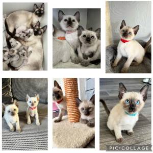 SIAMESE GATITOS EN REGALO(+34632737642)pp