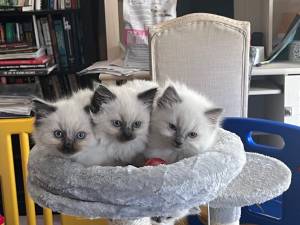 RAGDOLL GATITOS EN ADOPCION(+34632737642)