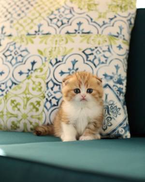 REGALO GATITOS  SCOTTISH FOLD:(WHATSAPP:+34632737642)hh