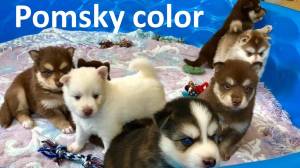 POMSKY CACHORROS EN REGALO(+34632737642)r