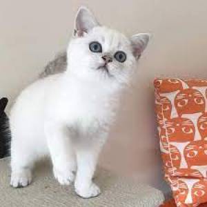 Se venden gatitos ingleses de pelo corto._