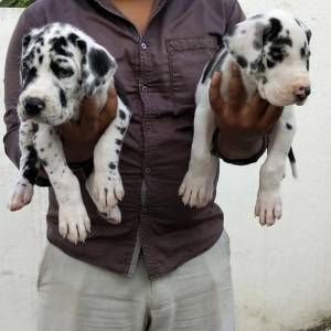 GRAND DANES CACHORROS EN REGALO(WASAP+34623741229)e