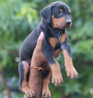 DOBERMAN PINSCHER CACHORROS EN REGALO (+34632737642)oo