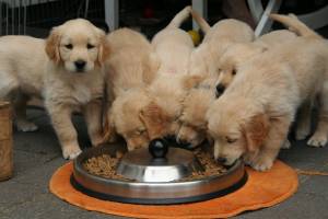 GOLDEN  RETRIEVER CACHORROS EN REGALO(+34632737642)e