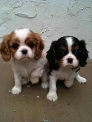 CAVALIER KING CHARLES EN REGALO (WASAP+34632737642)ll
