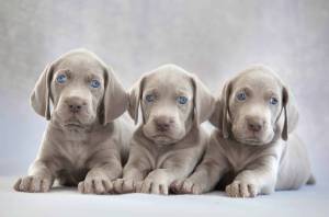 REGALO WEIMARANER CACHORROS(WASAP+34632737642)xx